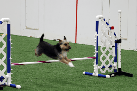 Dog Running An Agility Course