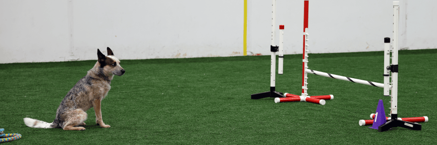 Dog Running An Agility Course