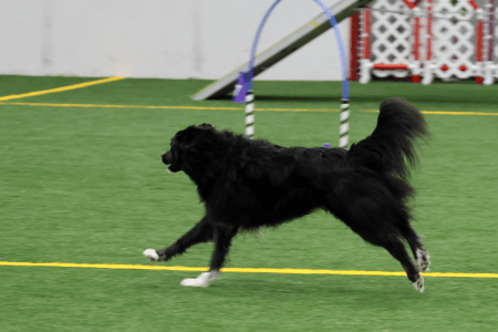 Dog Running An Agility Course